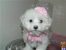 maltese puppy posted by Elegant Babies